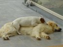 JRT and friend